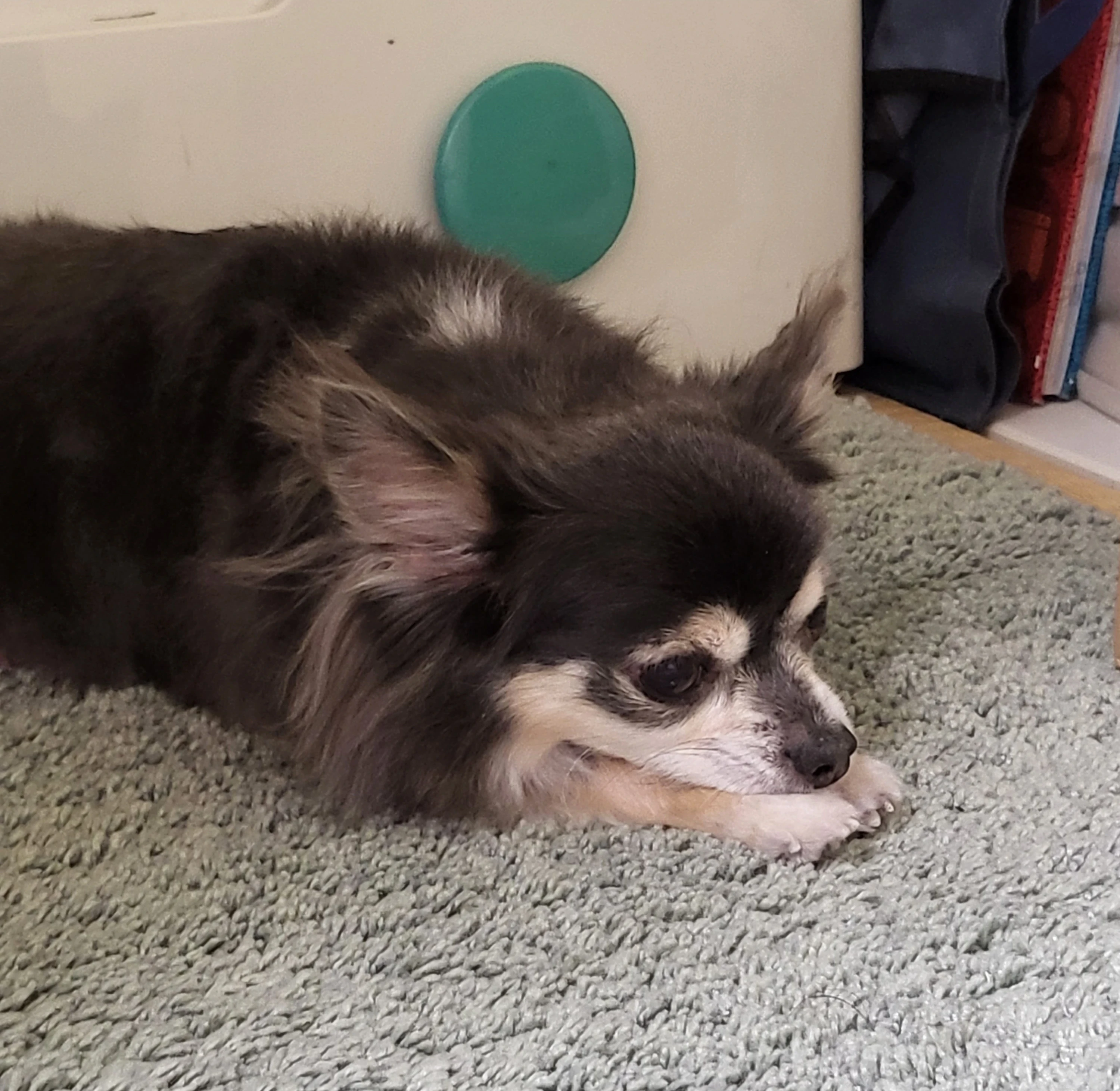 遠くをみるかわいい犬