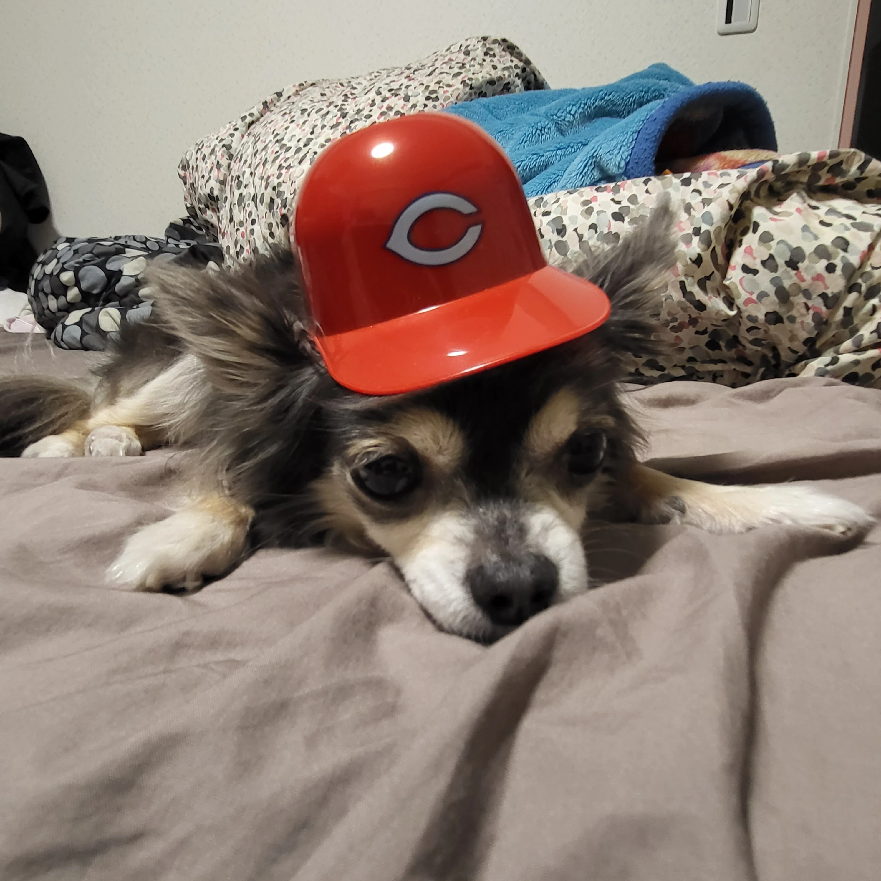 カープの帽子をかぶったかわいい犬