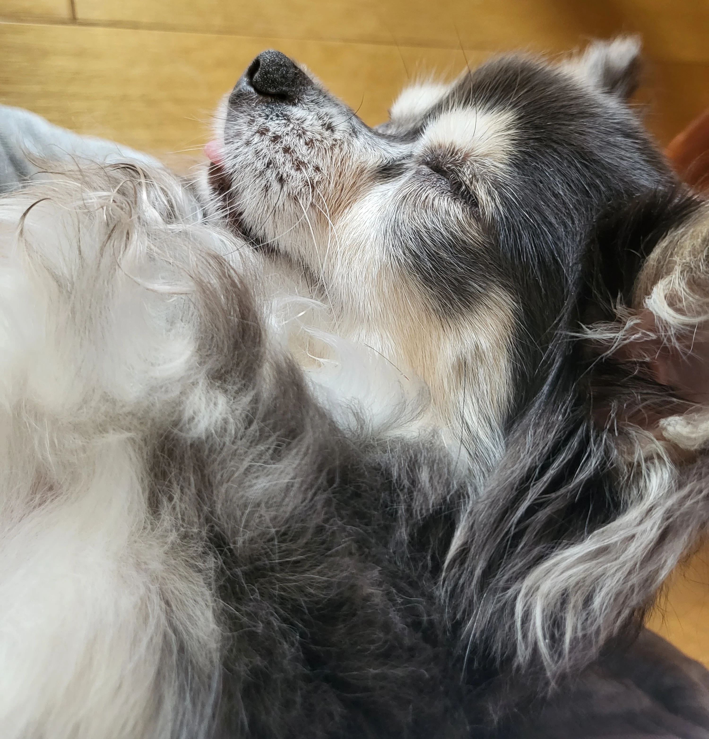 寝ているかわいい犬