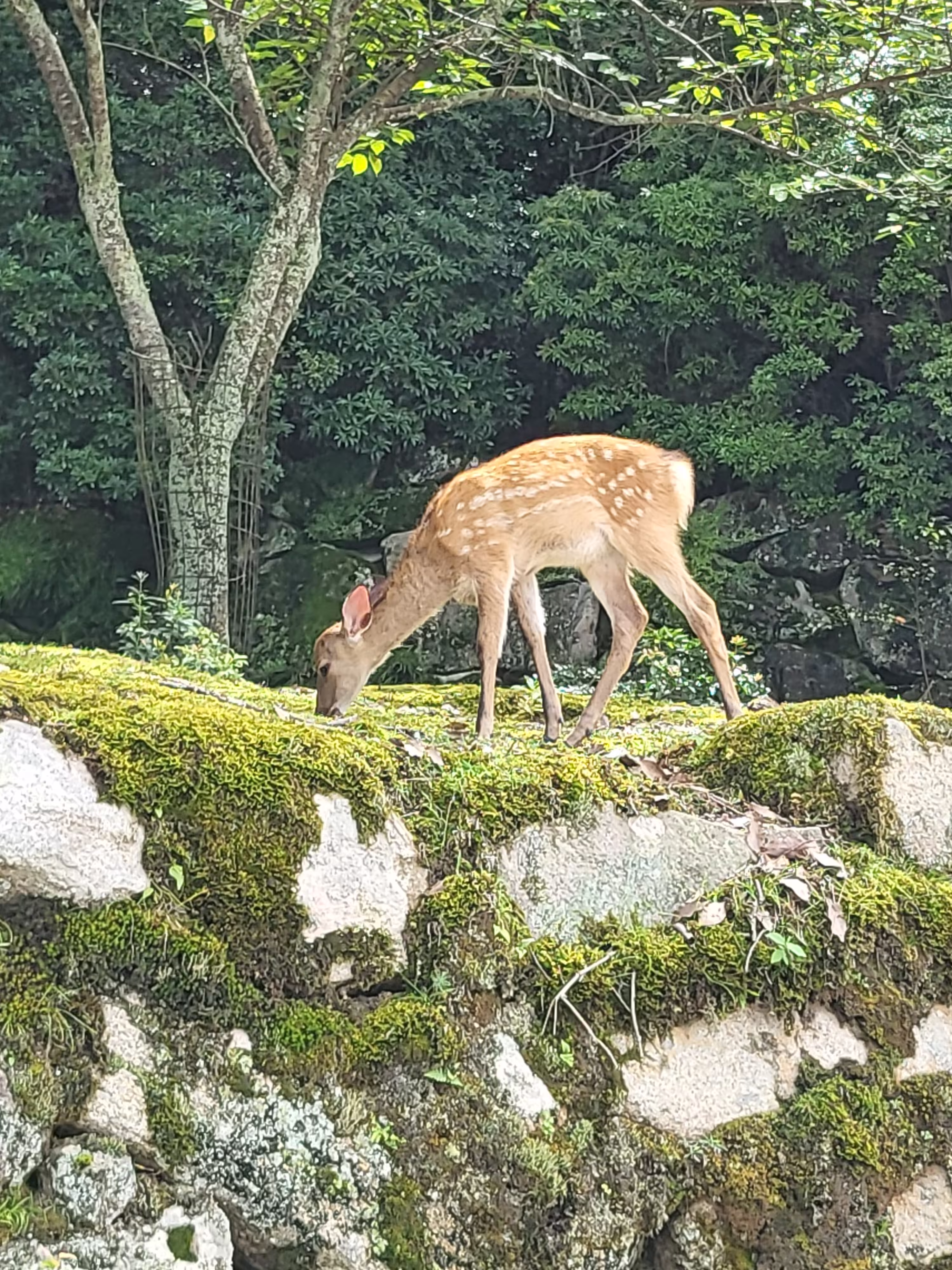 草を食べている鹿の写真