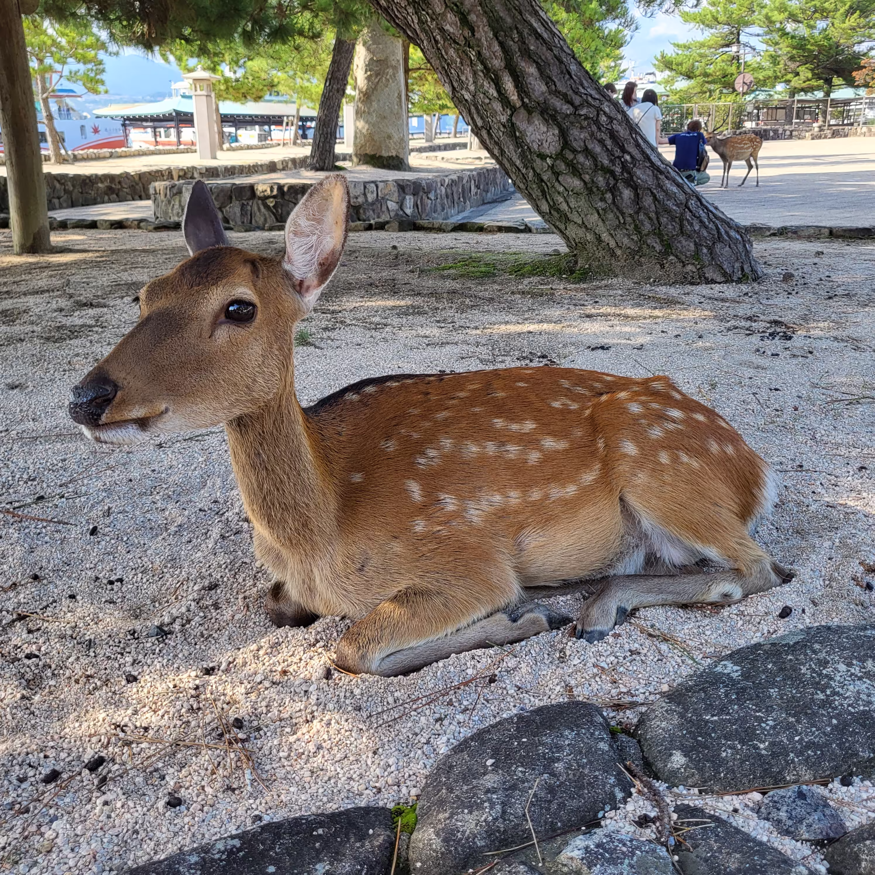かわいい鹿の写真